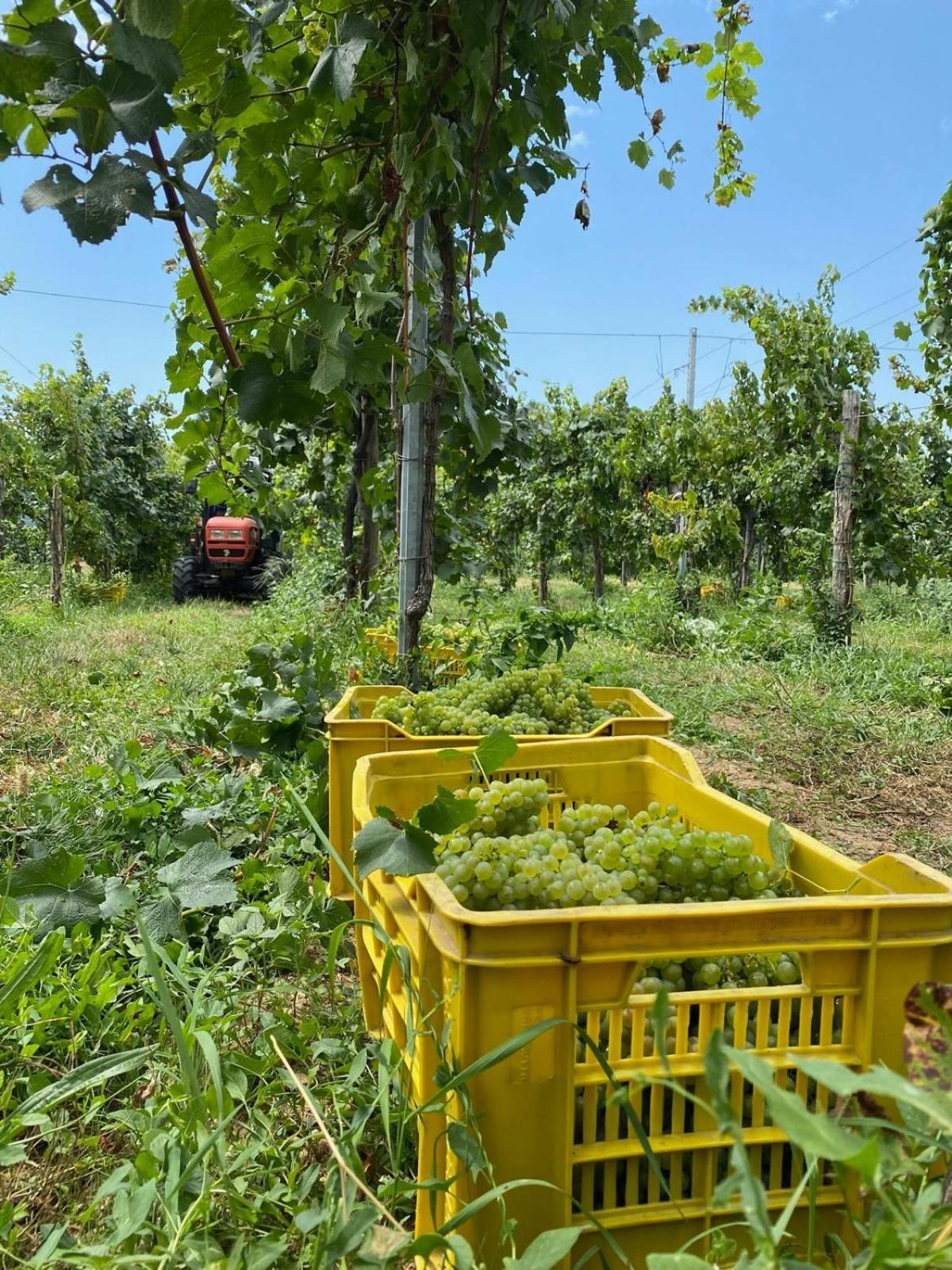 エルブスコLa Corte Del Bona - Vicino Alle Cantine E A Circa 15 Minuti Dal Lago Di Iseo -アパートメント エクステリア 写真
