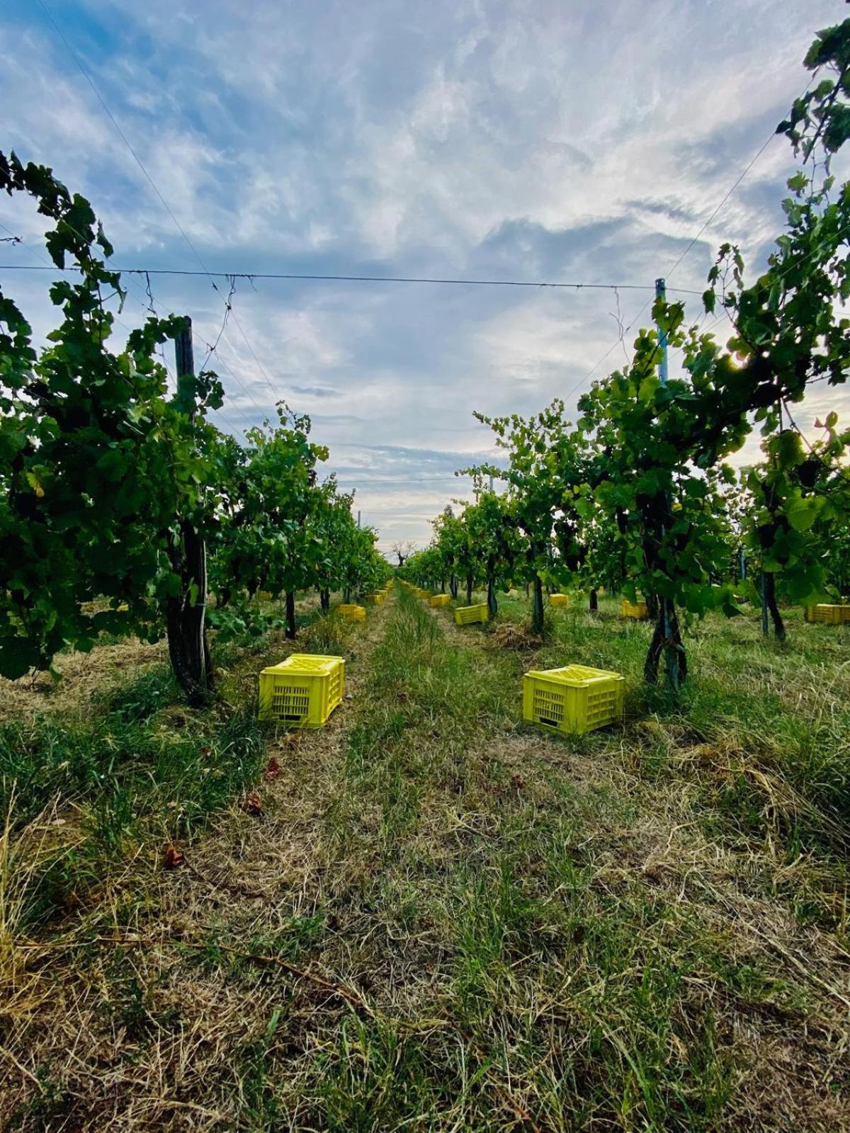 エルブスコLa Corte Del Bona - Vicino Alle Cantine E A Circa 15 Minuti Dal Lago Di Iseo -アパートメント エクステリア 写真