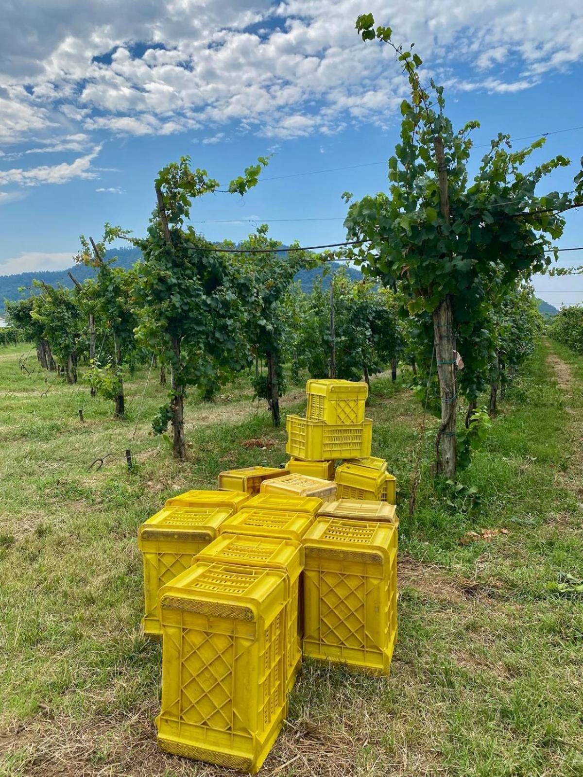 エルブスコLa Corte Del Bona - Vicino Alle Cantine E A Circa 15 Minuti Dal Lago Di Iseo -アパートメント エクステリア 写真