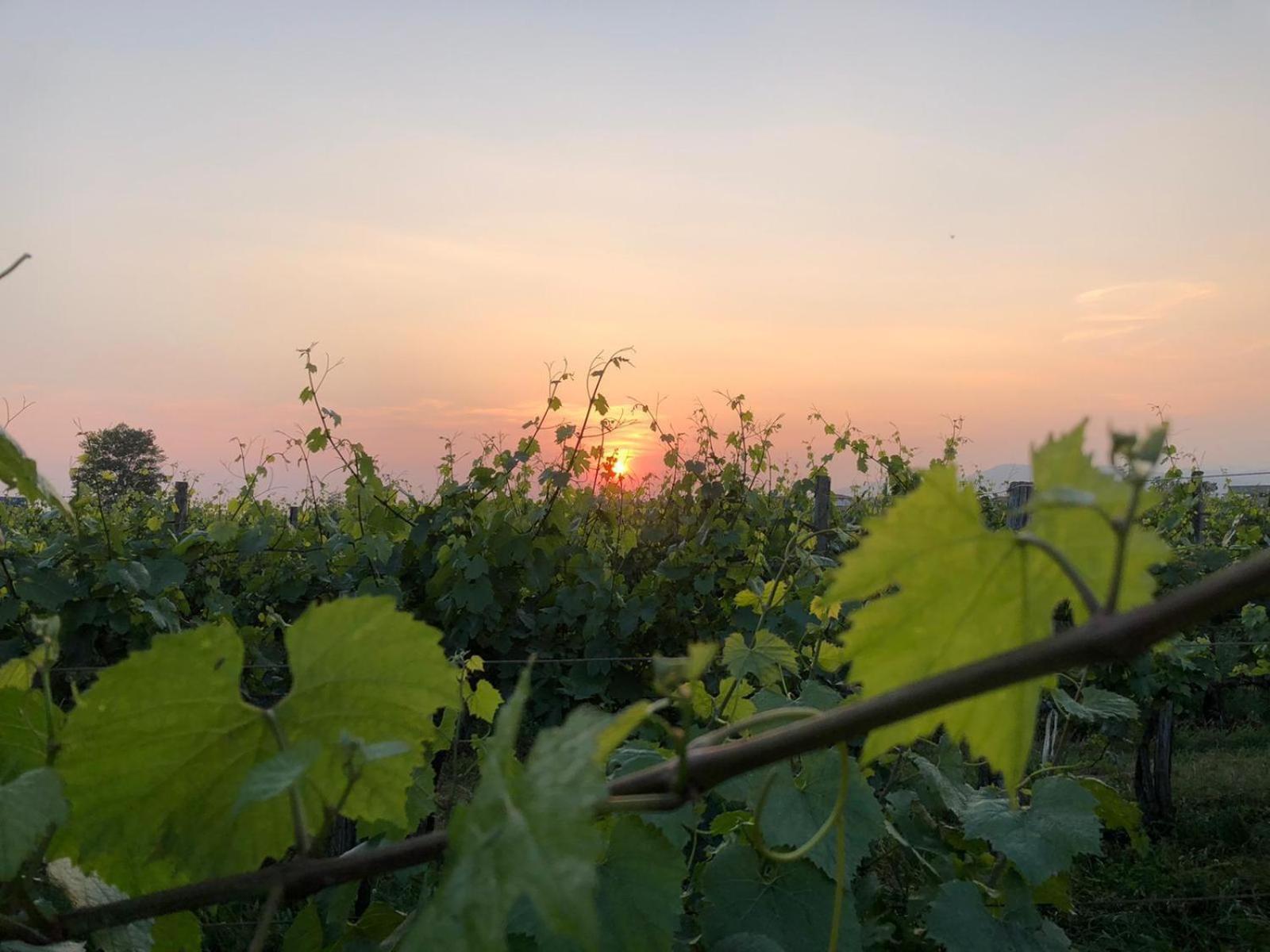 エルブスコLa Corte Del Bona - Vicino Alle Cantine E A Circa 15 Minuti Dal Lago Di Iseo -アパートメント エクステリア 写真